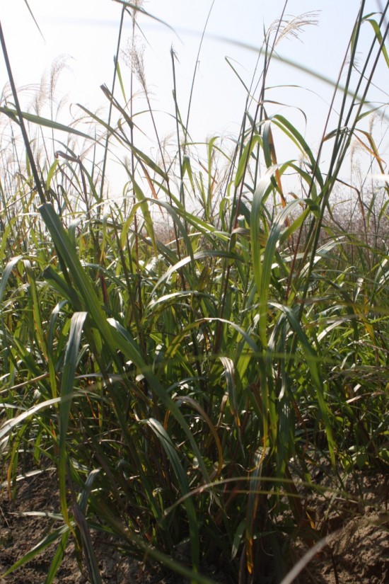 Miscanthus sinensis - Nishidake