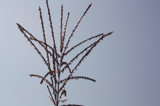 Miscanthus sinensis digistift