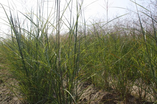 Miscanthus sinensis digistift