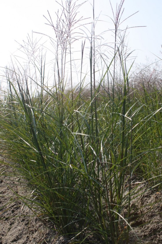 Miscanthus sinensis digistift