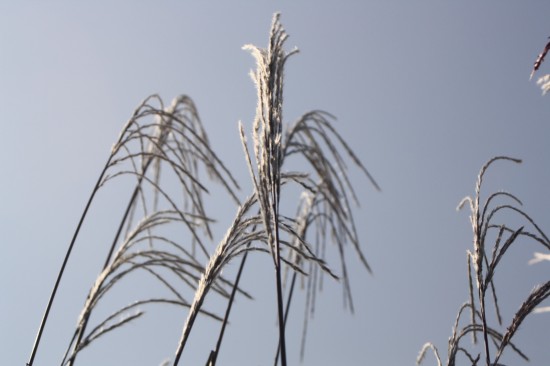 Miscanthus sinensis rosi