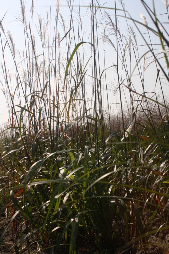 Miscanthus sinensis rosi