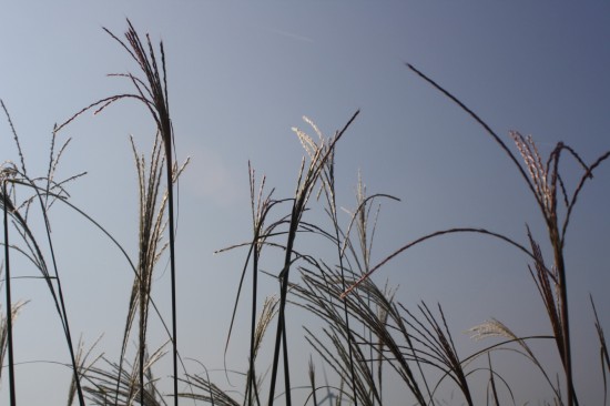 Miscanthus sinensis - Bogenlampe