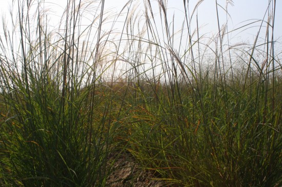 Miscanthus sinensis - Bogenlampe