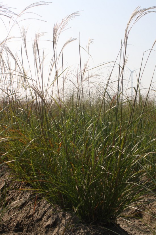 Miscanthus sinensis - Bogenlampe
