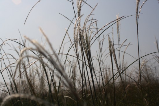 Miscanthus sinensis - Federweisser