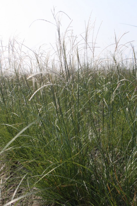 Miscanthus sinensis - Federweisser