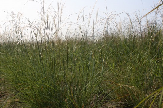 Miscanthus sinensis - Federweisser