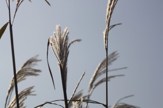 Miscanthus sacchariflorus