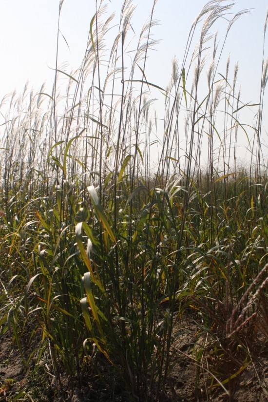 Miscanthus sacchariflorus