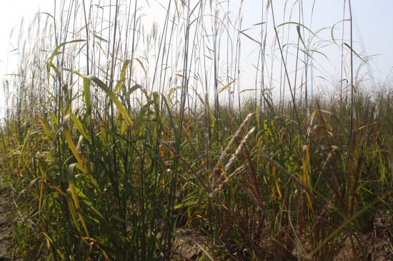Miscanthus sacchariflorus