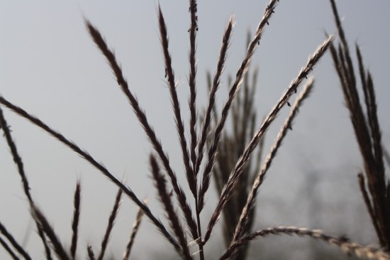 Miscanthus sinensis herman mussel