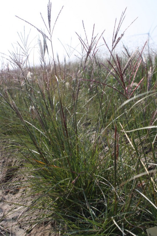 Miscanthus sinensis herman mussel