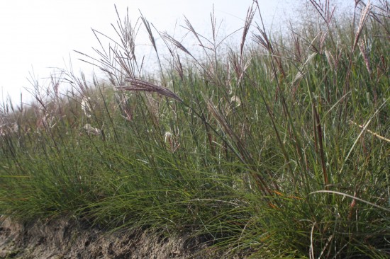 Miscanthus sinensis herman mussel