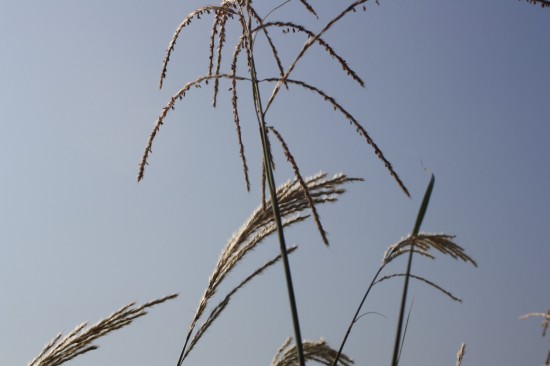 Miscanthus sinensis hessel