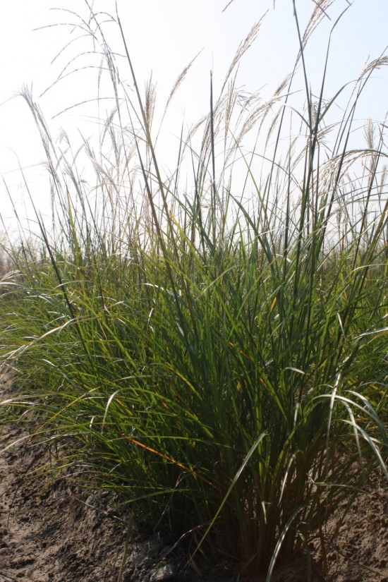 Miscanthus sinensis hessel