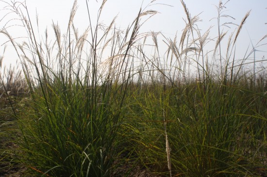 Miscanthus sinensis hessel