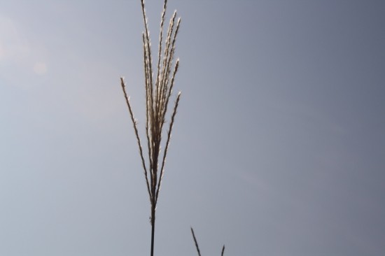 Miscanthus sinensis - David
