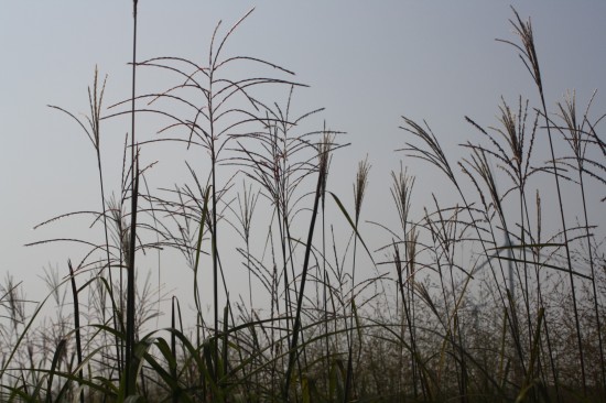 Miscanthus sinensis - David