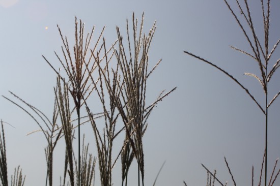 Miscanthus sinensis - Vanilla