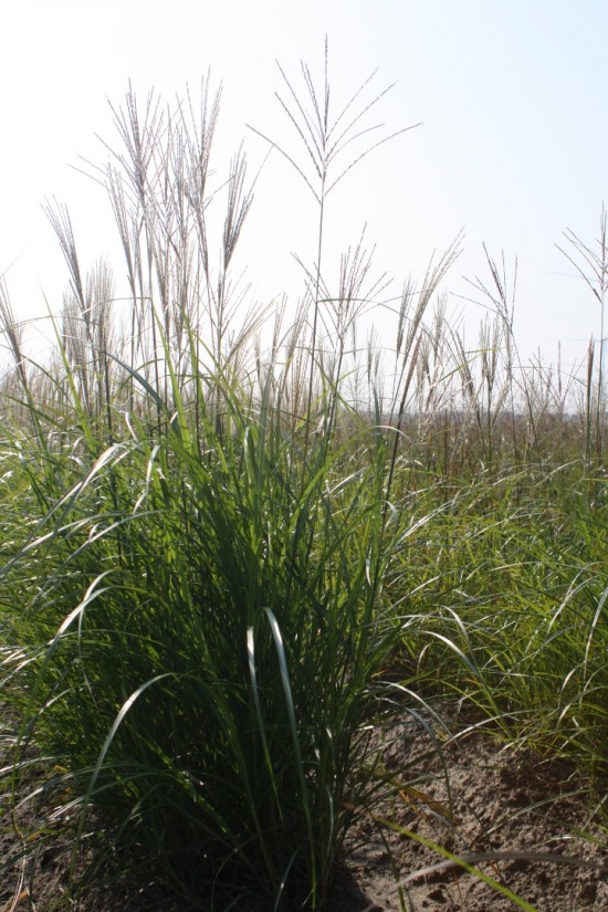 Miscanthus sinensis - Vanilla