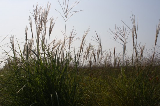 Miscanthus sinensis - Vanilla
