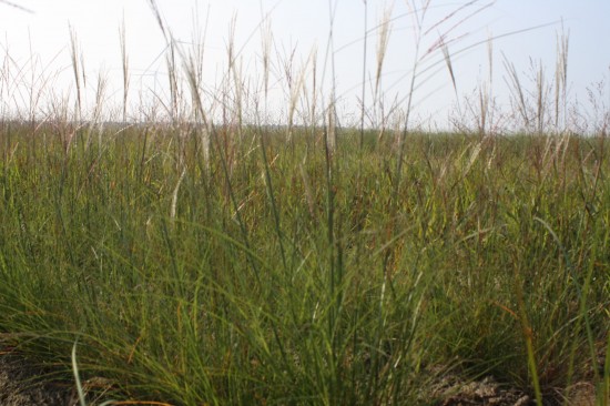Miscanthus sinensis yakushima dwarf
