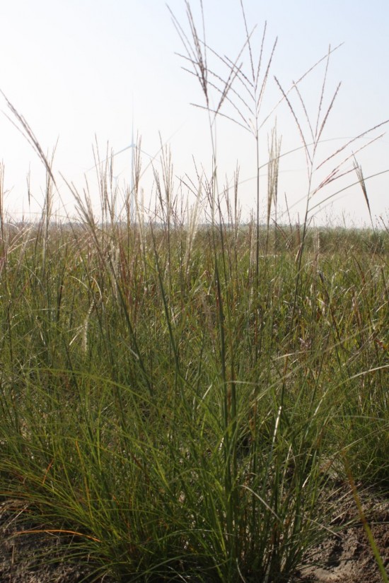 Miscanthus sinensis yakushima dwarf