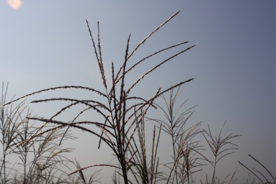 Miscanthus sinensis sirene
