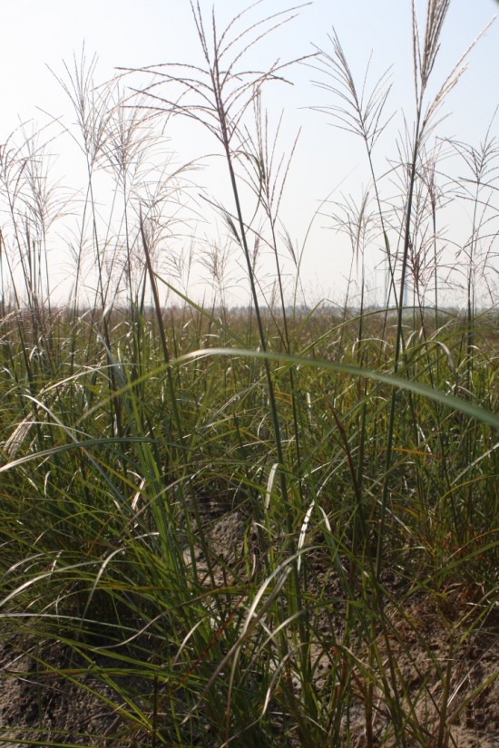 Miscanthus sinensis sirene