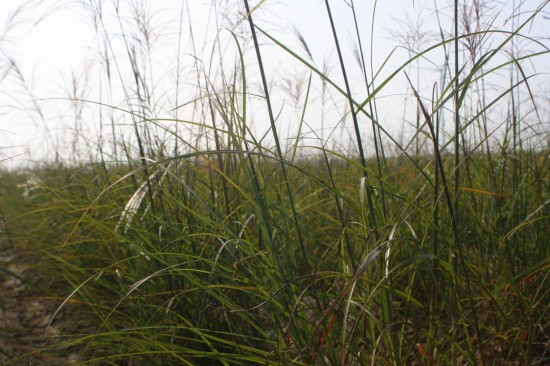 Miscanthus sinensis sirene