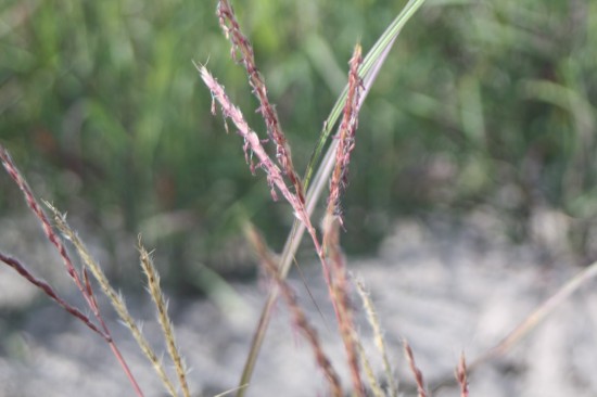 Miscanthus nanus - Variegatus