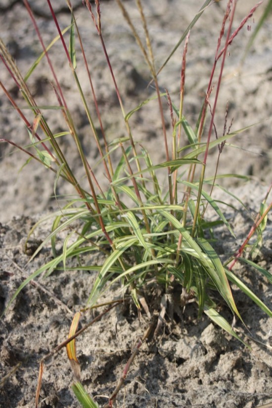Miscanthus nanus - Variegatus
