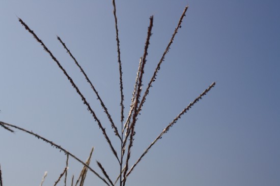 Miscanthus sinensis silberspin