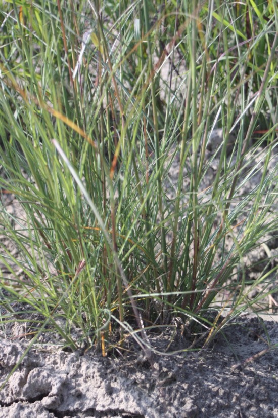 Miscanthus sinensis silberspin