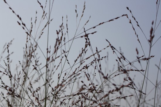 Panicum virgatum shennadoh