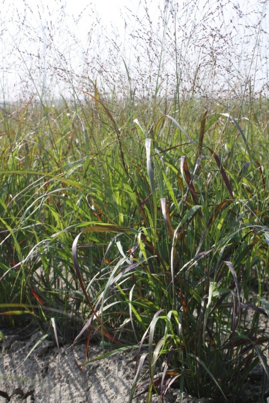 Panicum virgatum shennadoh