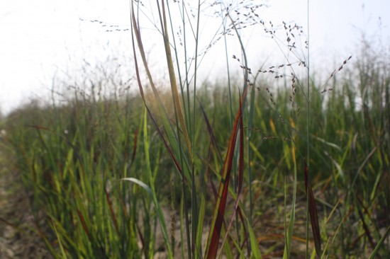 Panicum virgatum - Sangria