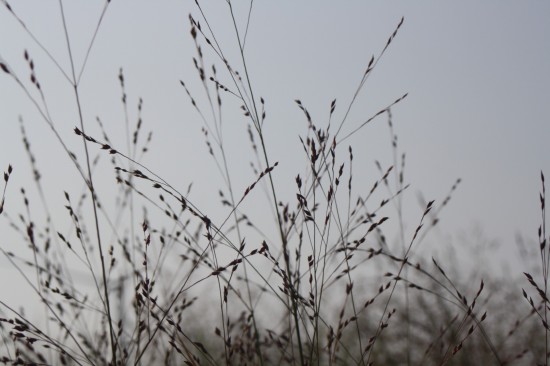 Panicum virgatum - Red sangria