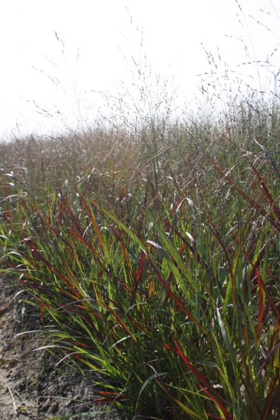 Panicum virgatum - Red sangria