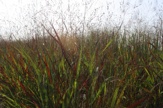 Panicum virgatum - Red sangria