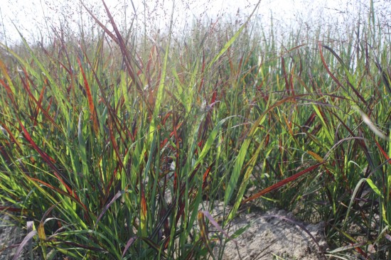 Panicum virgatum - Red sangria
