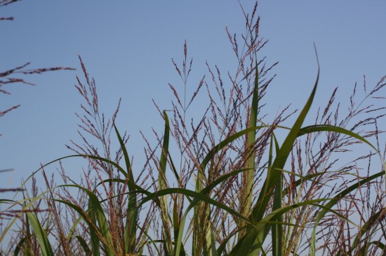 Panicum virgatum dallas blue