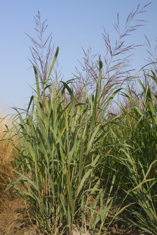 Panicum virgatum dallas blue