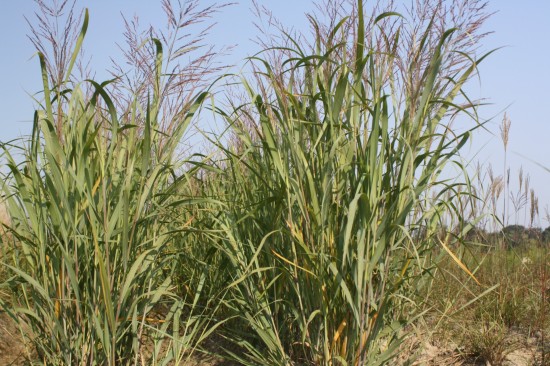 Panicum virgatum dallas blue