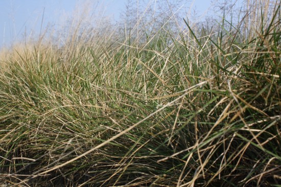 Deschampsia cespitosa goldtau