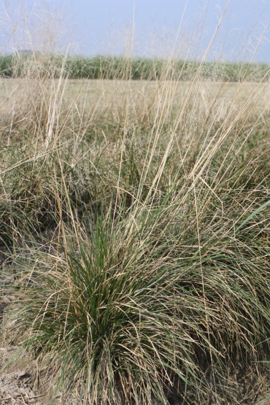 Deschampsia cespitosa goldtau
