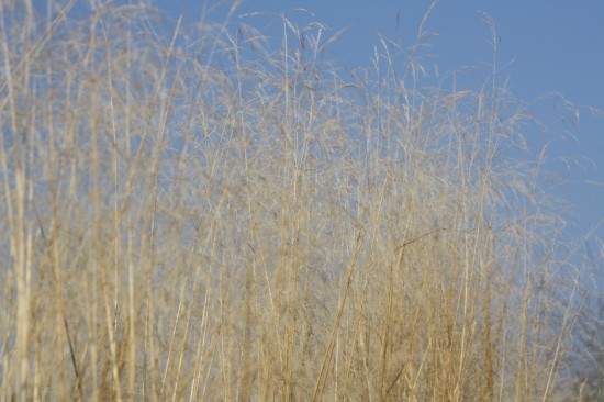Deschampsia cespitosa tardiflora
