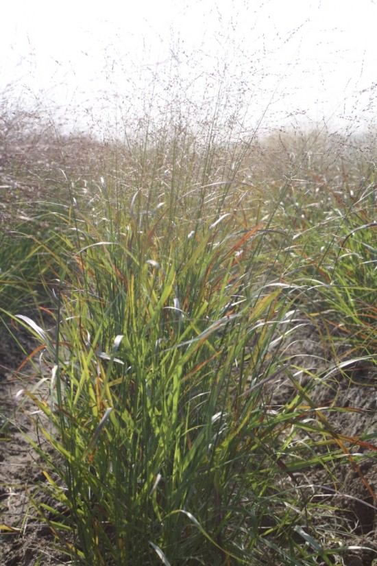 Panicum virgatum hanse herms