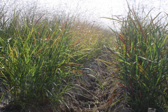 Panicum virgatum hanse herms